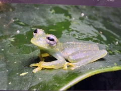 Sachatamia albomaculata