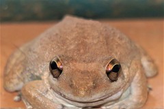 Litoria coplandi