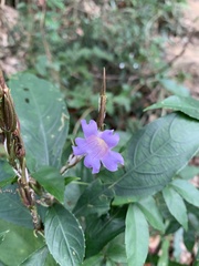 Strobilanthes longespicatus