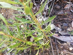 Goodenia scapigera