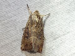 Dasygaster padockina