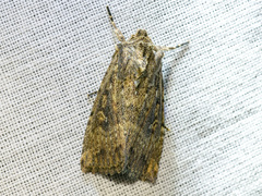 Dasygaster padockina