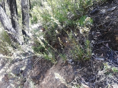 Goodenia scapigera