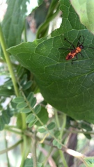 Oncopeltus guttaloides