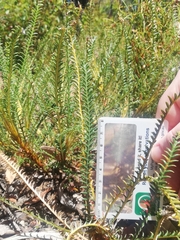 Banksia arctotidis