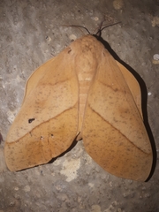 Syssphinx bisecta