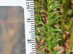 Banksia arctotidis