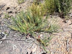 Banksia arctotidis