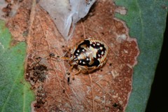 Anischys luteovarius