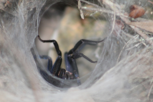 Dipluridae