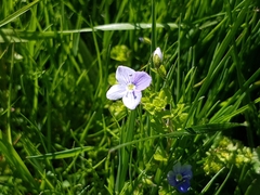 Veronica filiformis