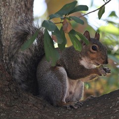 Sciurus carolinensis