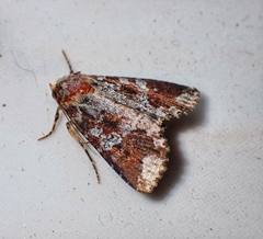 Condica cupentia