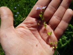 Veronica filiformis
