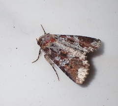 Condica cupentia