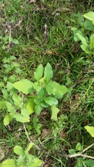 Acanthospermum hispidum