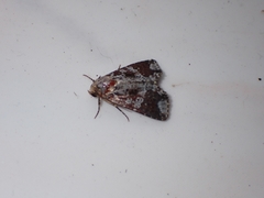 Condica cupentia