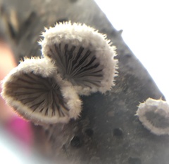 Schizophyllum commune