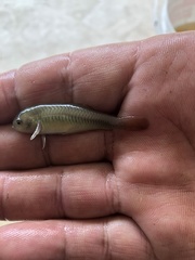 Hypseleotris galii