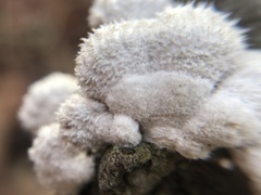 Schizophyllum commune