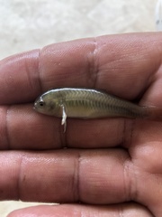 Hypseleotris galii