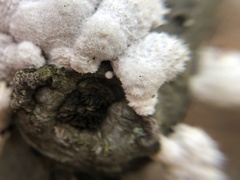 Schizophyllum commune