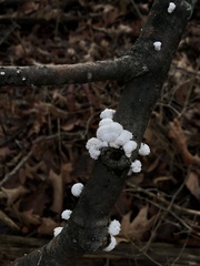 Schizophyllum commune
