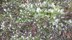 Psydrax odorata odorata