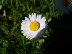 Bellis perennis