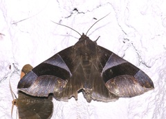 Dysgonia purpurata