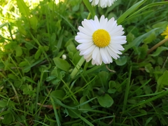 Bellis perennis
