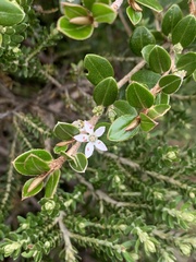 Nematolepis ovatifolia