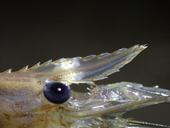 Macrobrachium equidens