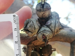 Eucalyptus cornuta