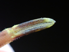 Macrobrachium equidens