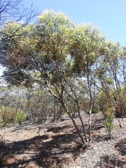 Eucalyptus cornuta
