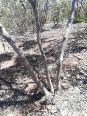 Eucalyptus cornuta