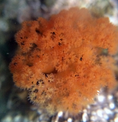 Themiste pyroides