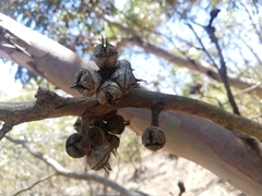 Eucalyptus cornuta