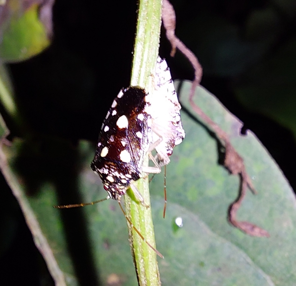 Disderia