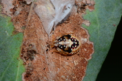 Anischys luteovarius