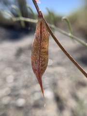 Astragalus casei