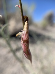 Astragalus casei