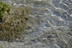 Trachinotus