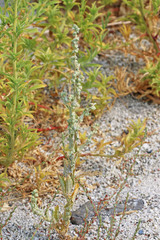 Atriplex rosea