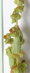 Atriplex rosea