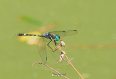 Micrathyria ocellata