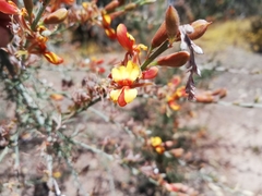 Jacksonia furcellata