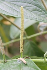 Piper hispidum