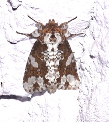 Disphragis tharis